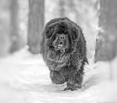 Black And Grey Dog Pin On Black Newfoundland Dogs