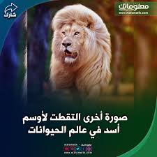 اسيد وسيم Historical Figures Pugs Animals