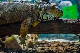 Should You Keep Your Exotic Pet Outside The Tye Dyed Iguana Reptiles And Reptile Supplies In St Louis
