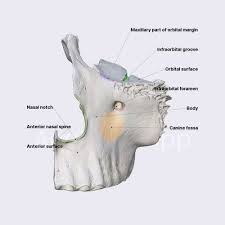 Image result for Maxillary Bone