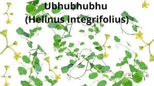 Image result for Helinus