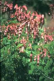 Image result for Acacia amythethophylla