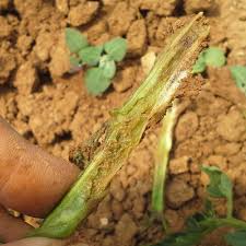 Image result for tomato seedling fusarium wilt