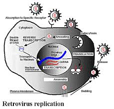 For this reason, most viruses must use the proteins provided by their host to reproduce and make more viruses. Biological Diversity I