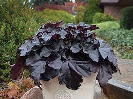 › best flowers to plant in pots. The Complete Guide To Growing Perennials In Containers Walters Gardens Inc