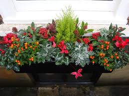 They are all natural as nature intend them to be with no treatments and no chemicals. Winter Window Boxes Calling It Home Fensterbox Blumen Bepflanzung Winterpflanzen