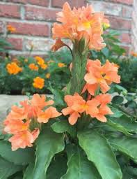 Image result for Crossandra fruticulosa