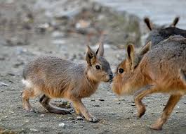 Image result for Dolichos pseudocajanus