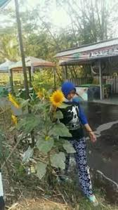 Kantata samsara iwan fals *bunga marahariku*. Kutipan Lirik Lagu Home Facebook