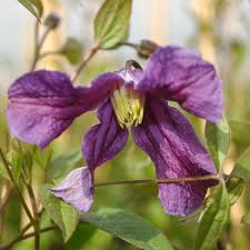Check spelling or type a new query. Dankbare Robuste Und Pflegeleichte Clematis Die Anfangertauglich Sind Clematis Online Kaufen