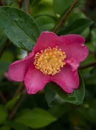 Camellia forest nursery is a retail and mail order source for the gardener shopping for camellias, tea plants, and blooms from fall to winter in california. Camellia Sasanqua Rubra Sasanqua Name Does Go In Inverted Commas A Charming Rich Pink Single With A Good Scent Autumn