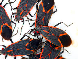 Box elder bugs have a unique appearance which makes them fairly easy to identify. Get Rid Of Those Boxelder Bugs Environmental Pest Management
