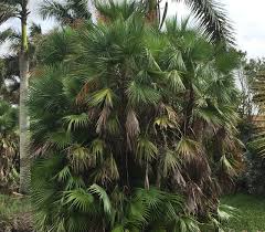 Image result for Acoelorrhaphe wrightii