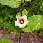 Image result for Sida urens