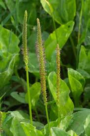 Image result for Plantago palmata