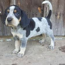 Don't miss what's happening in your neighborhood. Bluetick Coonhound Puppies For Sale Greenfield Puppies