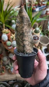 Image result for Sansevieria kirkii
