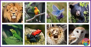 Animals Around the World - Globe ...