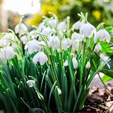 January through in the very bottom picture we show the source a lot of our double snowdrops, in the green, which we. Double Snowdrop Bulbs Galanthus Nivalis Flore Pleno Woodland Bulbs