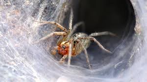 During treatment in a home and business, we are taking necessary precautions using proper gear to create social distancing while. Spidexx Pest Control Spidexxpest Twitter