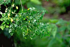 Image result for Moringa oleifera