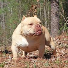 Maybe you would like to learn more about one of these? Nwg Bullies Tri Color American Bullies Trion American Bully Breeders Dog Breeders Gallery 112246