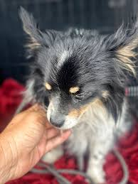 Lost Huskies in Bakersfield near Allen and Stockdale