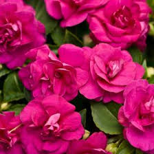 Image result for Impatiens briartii