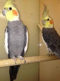 Cockatiel Yellow Bird With Red Cheeks Yellow Faced Cockatiels Diy Facial Mask Facial Masks Cockatiel