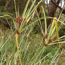 Image result for Cyperus rigidifolius