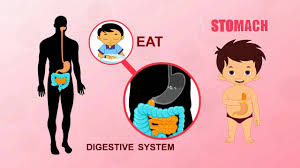 The gastrointestinal tract (digestive tract), gallbladder, liver and pancreas make up the human the flow of food through the human digestive system starts with the mouth, to the esophagus, to credit: Stomach Human Body Parts Pre School Animated Videos For Kids Youtube