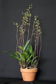 Image result for Eulophia guineensis