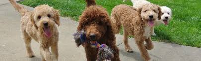 1 year warranties on all of our healthy pets. Goldendoodle Breeder Puppies For Sale Hilltop Pups Llc