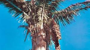 Image result for Hyphaene