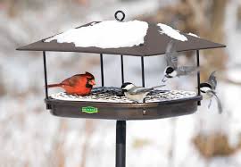 Best Bird Feeders For Small Birds Only Duncraft Com Duncraft 1744 Champion Squirrel Proof Bird Feeder Platform Bird Feeder Best Bird Feeders Bird Feeders
