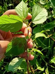 Image result for Corchorus aestuans