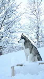 Animal Dog Husky Wallpaper Sibirya Kurdu Kopek Turleri Husky
