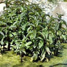 Image result for Mentha aquatica