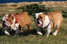 First set of vaccine and dewormed serious inquiries. 10 Ira S Bulls Bulldogs Ideas British Bulldog Bulldog Puppies Bulldog