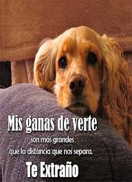 Check spelling or type a new query. Imagenes De Perros Con Frases Por Nice Apps Android Apps Appagg