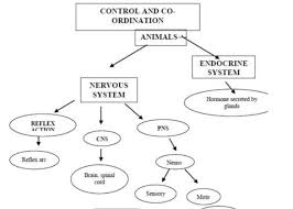 Essentially, nerve cells, also known as a neurons, are the active component of the nervous system. Flow Chart Of Control And Coordination In Animal Only Send Flow Chart Only Flow Chart Not Brainly In