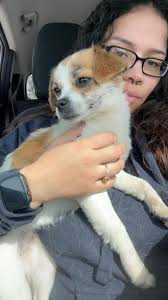 Stray dogs in need of food and water