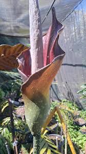 Image result for Amorphophallus goetzei