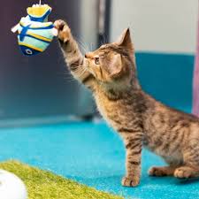 ‪Cat & Kitten Adoption NSW | RSPCA NSW‬‏