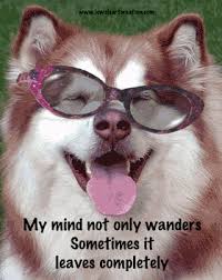 Check spelling or type a new query. Ilmu Pengetahuan 8 Dog Glasses Gif