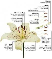 You Should Experience Lily Flower Reproductive Parts At Least Once In Your Lifetime And Heres Why Lily Flow Flower Anatomy Parts Of A Flower Flower Structure