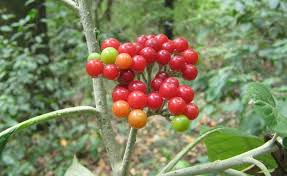 Image result for Solanum giganteum