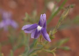 Image result for Goodeniaceae