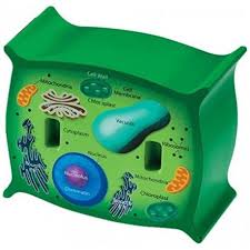 Ideal cell size to transmit room temperatures for optimal root growth includes five plastic plant labels! Learning Resources Cross Section Plant Cell Model Buy Online In South Africa Takealot Com