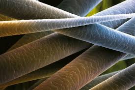We did not find results for: Poils A Quoi Servent Ils Aux Animaux Et Aux Plantes La Salamandre